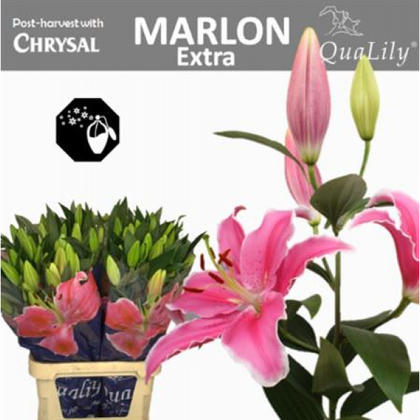 Lillys Or Marlon 4+ 95cm A1 Col-Pink