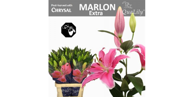 Lillys Or Marlon 4+ 95cm A1 Col-Pink