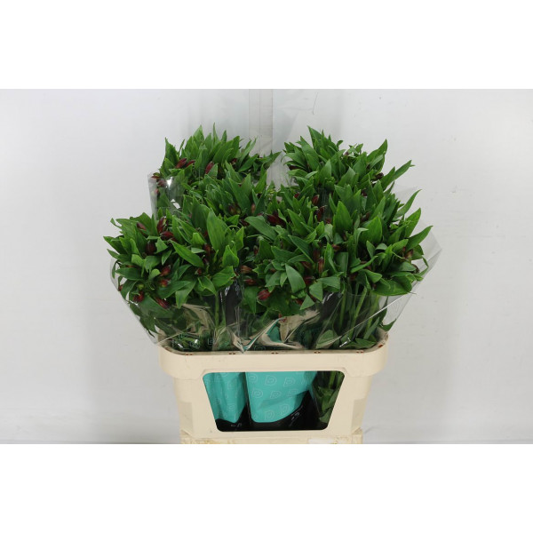 Buy fresh Flowers wholesale