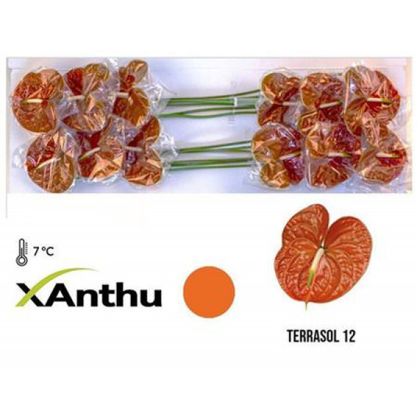 Anthurium Terrasol X12 12cm 12 Col-Copper