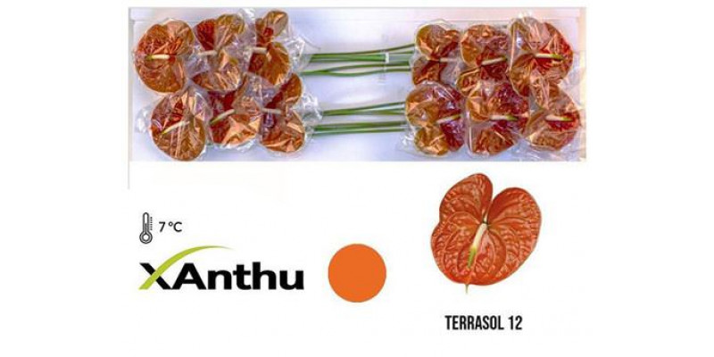 Anthurium Terrasol X12 12cm 12 Col-Copper