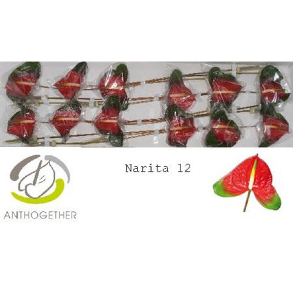 Anthurium A Narita 12 A1