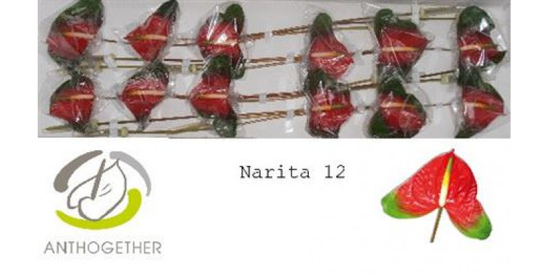 Anthurium A Narita 12 A1