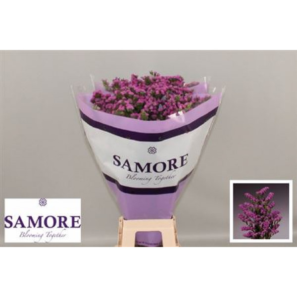 Limonium S Rosa Sun Birds 80 A1Old Pink