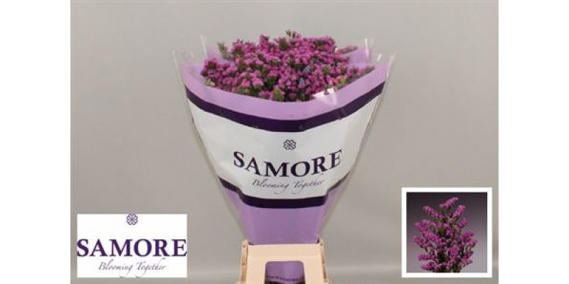 Limonium S Rosa Sun Birds 80 A1Old Pink