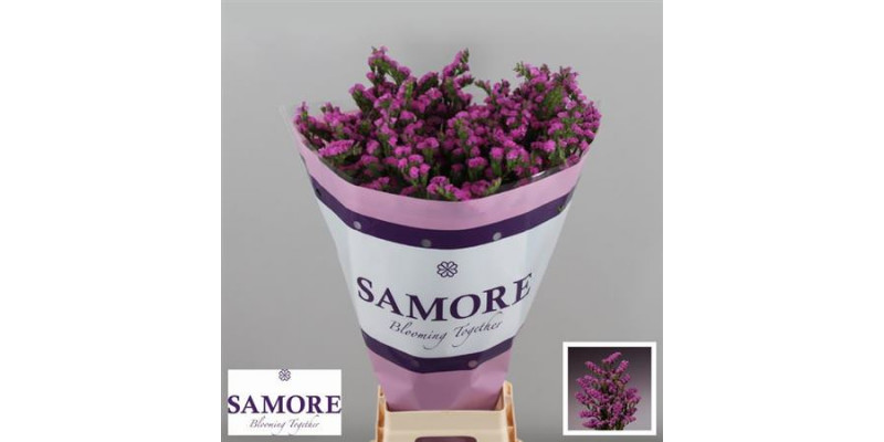 Limonium S Rosa Sun Birds 80cm A1