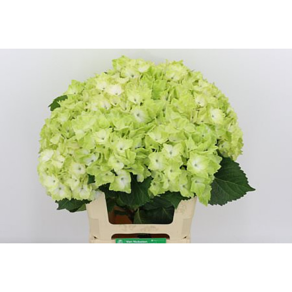 Hydrangea M Mag Noblesse 60cm A1