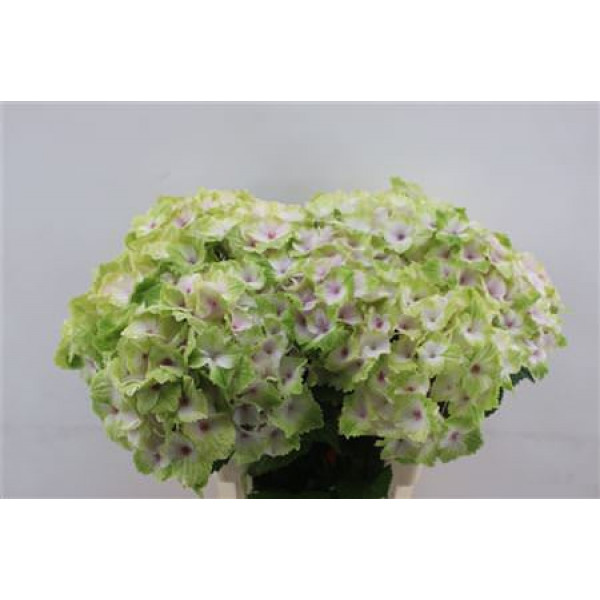 Hydrangea M Noblesse 60cm 60cm A1