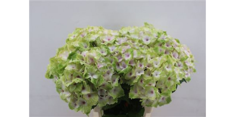 Hydrangea M Noblesse 60cm 60cm A1