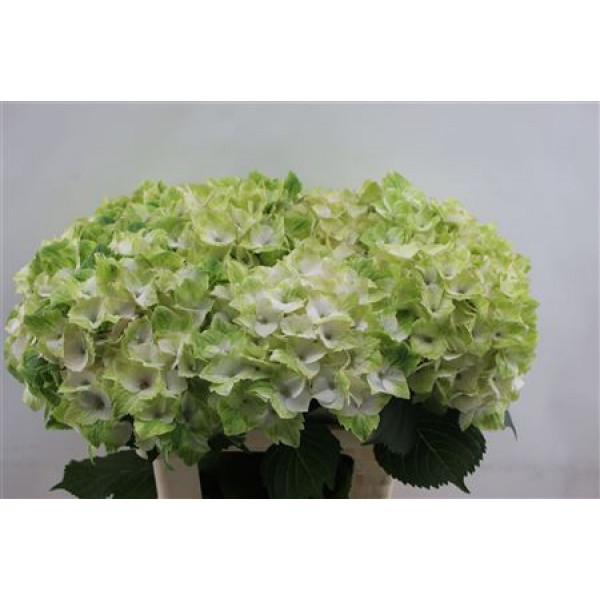 Hydrangea M Noblesse 60cm 60cm A1