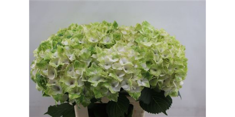 Hydrangea M Noblesse 60cm 60cm A1