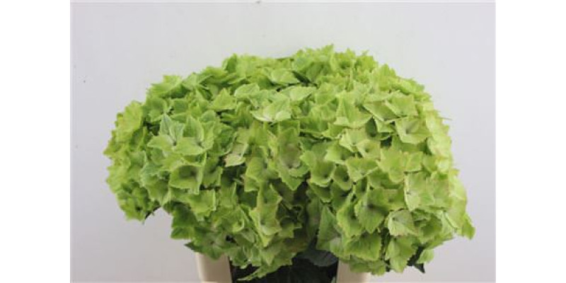 Hydrangea M Noblesse*60-24 60 cm A1