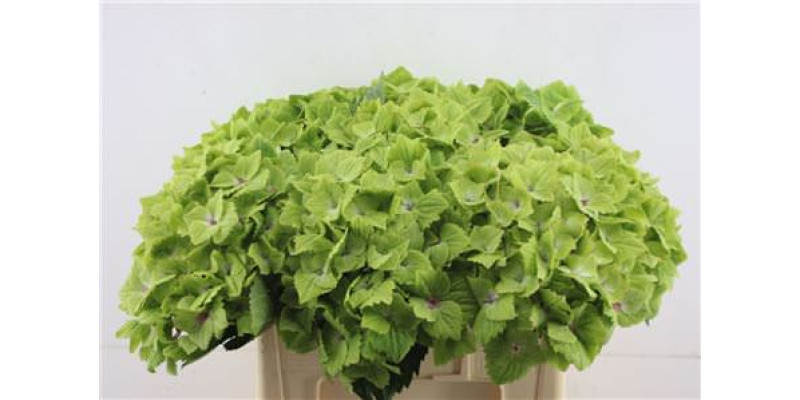 Hydrangea M Noblesse 60-24 60 cm A1