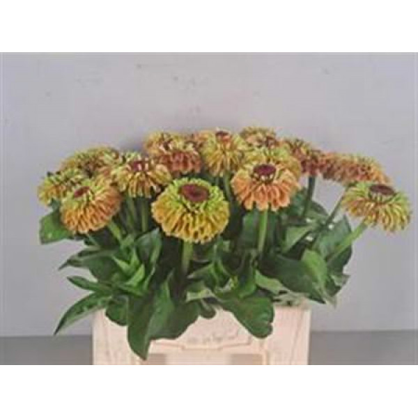 Zinnia Green Lime 40cm A1