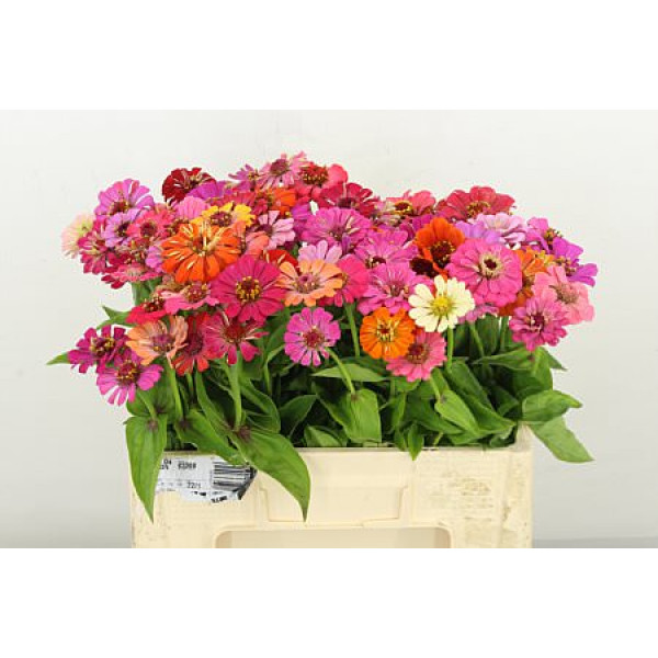 Zinnia Ov Gem 55cm A1