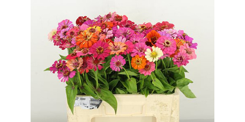 Zinnia Ov Gem 55cm A1