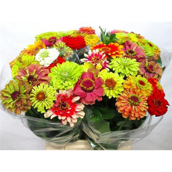 Zinnia Lilliput Gem 50 cm A1