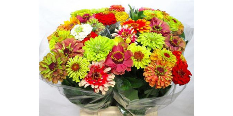 Zinnia Lilliput Gem 50 cm A1