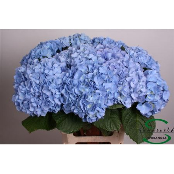 Hydrangea M Hilde Moorhof 75 75cm A1 Col-Blue