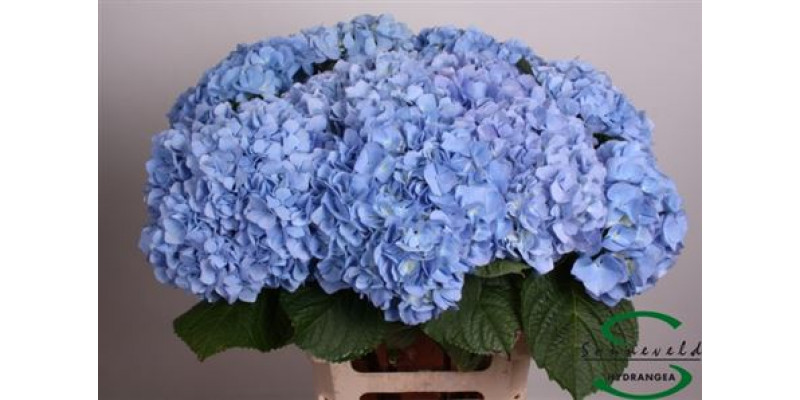 Hydrangea M Hilde Moorhof 75 75cm A1 Col-Blue