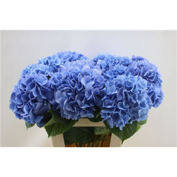 Hydrangea M Hild Moorh Bl 60cm 60cm A1