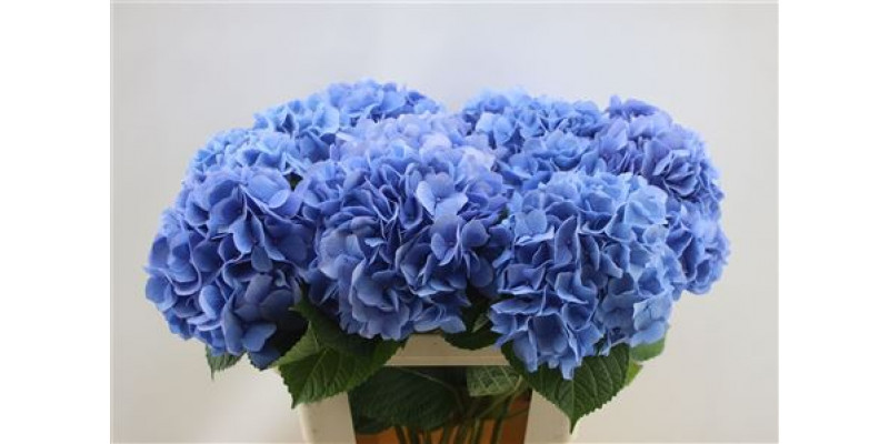 Hydrangea M Hild Moorh Bl 60cm 60cm A1