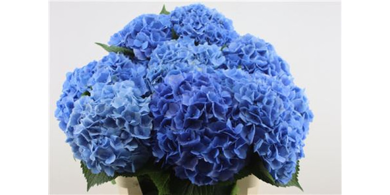 Hydrangea M H Moorhof 80-21 80  cm A1