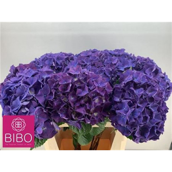 Hydrangea M Rodeo Paars 75cm  Col-Purple