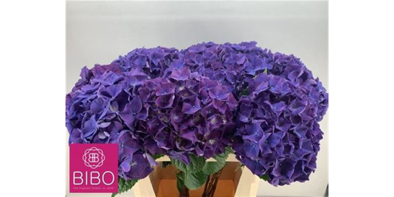 Hydrangea M Rodeo Paars 75cm  Col-Purple