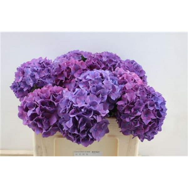 Hydrangea M Rodeo Purple 60cm A1