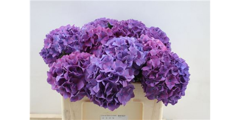 Hydrangea M Rodeo Purple 60cm A1