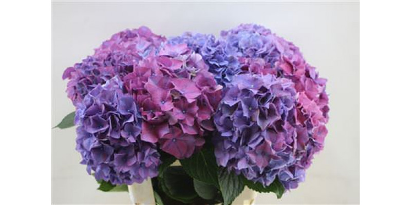 Hydrangea M Rodeo Purple 80cm A1