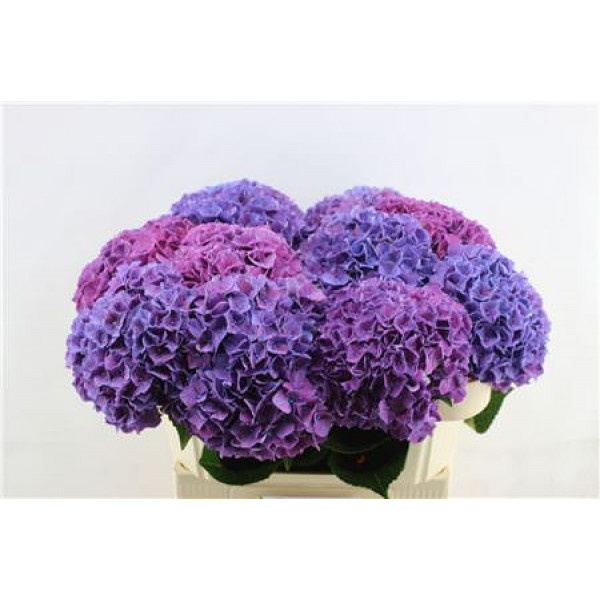 Hydrangea M Rodeo Purple 70 70cm A1