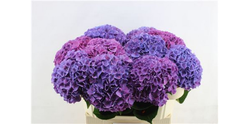 Hydrangea M Rodeo Purple 70 70cm A1