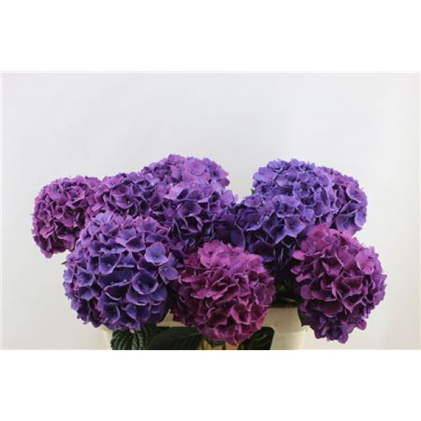 Hydrangea M Rodeo Pu 80-21 80cm A1