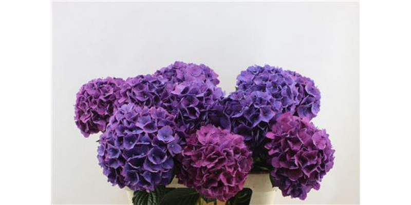 Hydrangea M Rodeo Pu 80-21 80cm A1