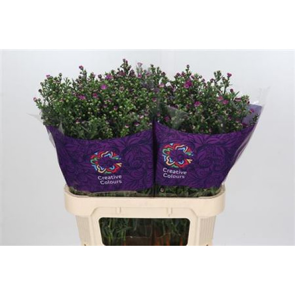 Aster Flash 80cm  Col-Dark Purple