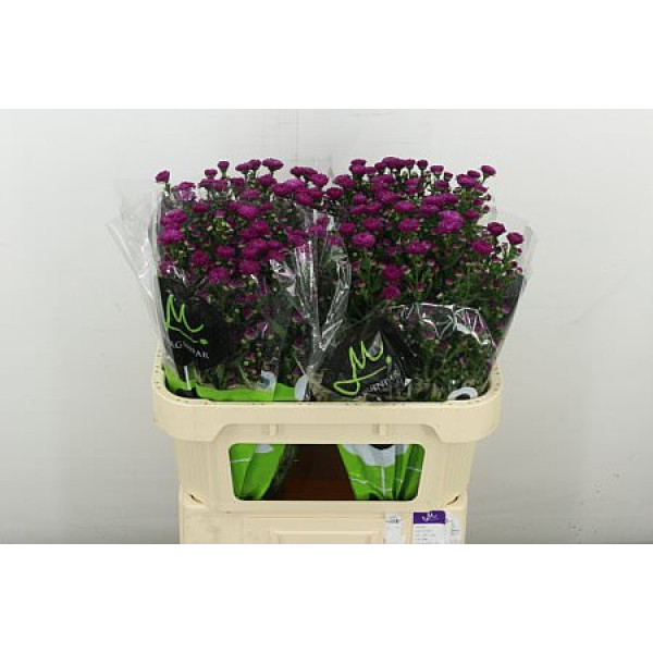 Aster  Flash 70 cm A1