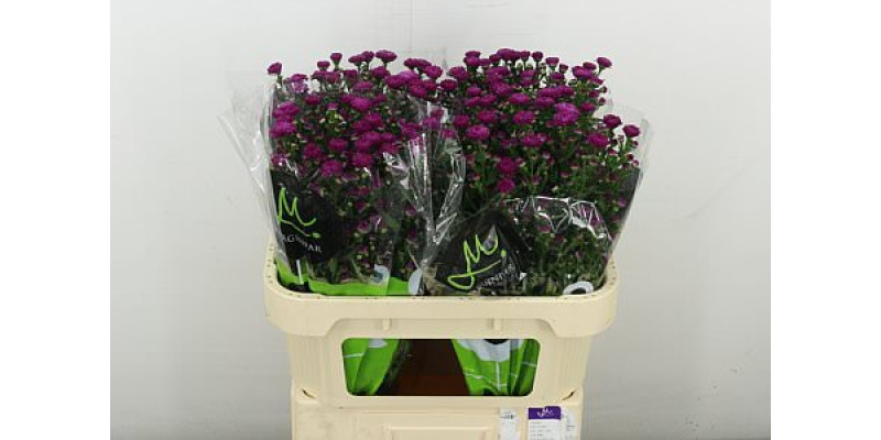 Aster  Flash 70 cm A1