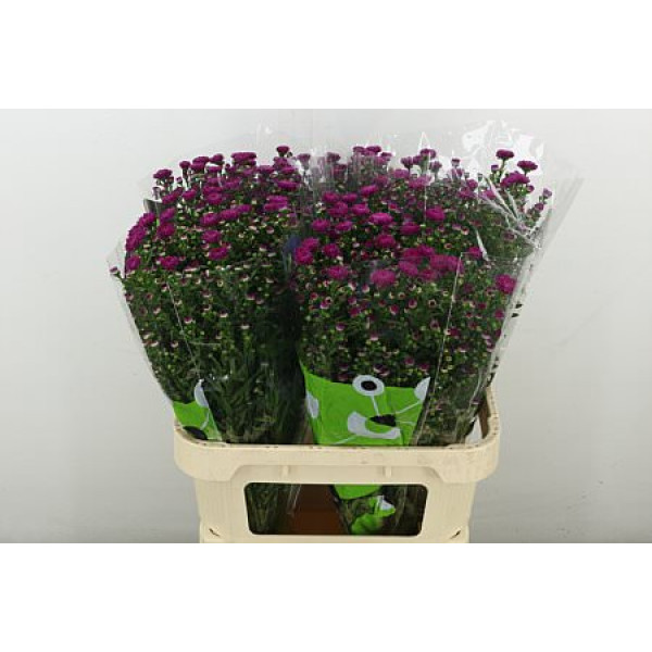 Aster  Flash 80 cm A1
