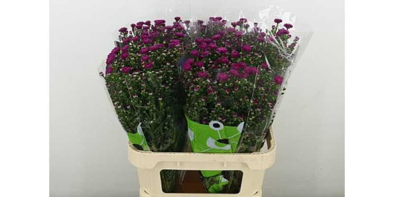 Aster  Flash 80 cm A1
