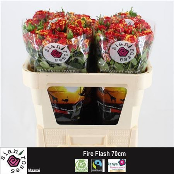 Rose Tr Fire Flash 70cm A1