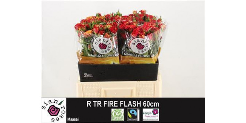 Rose Tr Fire Flash 60cm A1 Col-Orange
