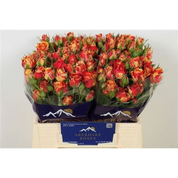 Rose Tr Fire Flash 40cm A1