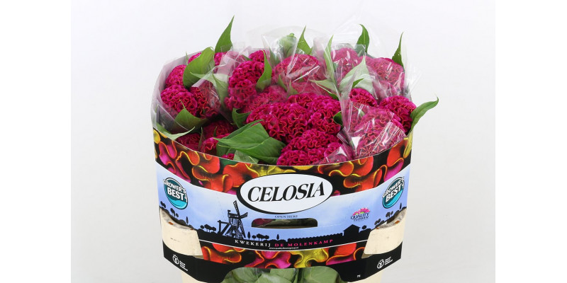 Celosia C Act Rima 75cm  Col-Pink