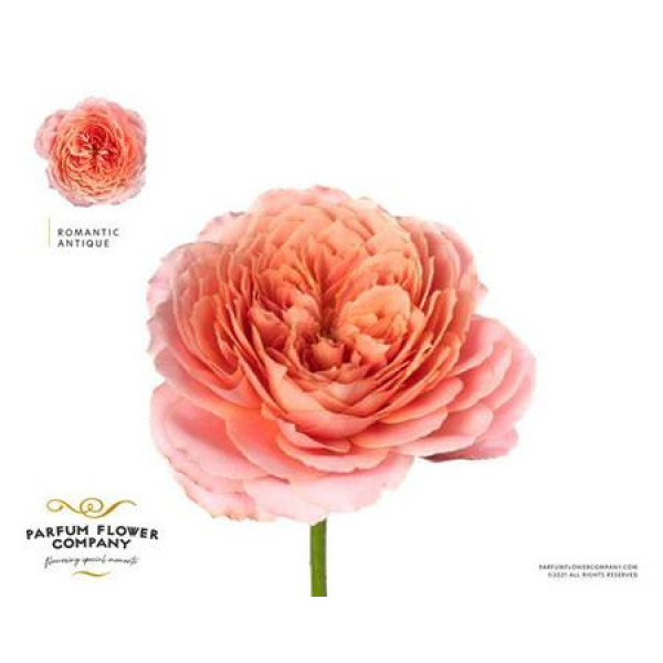 Rose Gr Garden Romantic Antike 50 cm  A1