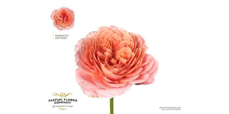 Rose Gr Garden Romantic Antike 50 cm  A1