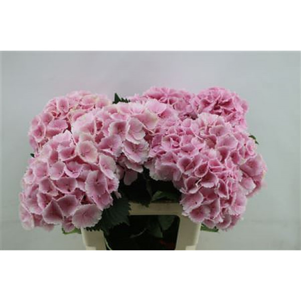 Hydrangea M Lolly Pop Pink 60cm 60cm A1