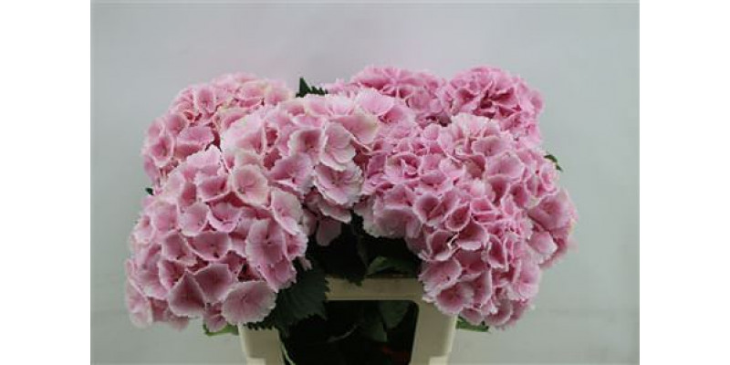 Hydrangea M Lolly Pop Pink 60cm 60cm A1