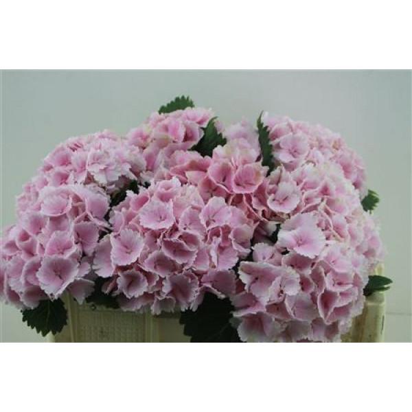 Hydrangea M Lolly Pop Pi 50-16 50cm A1